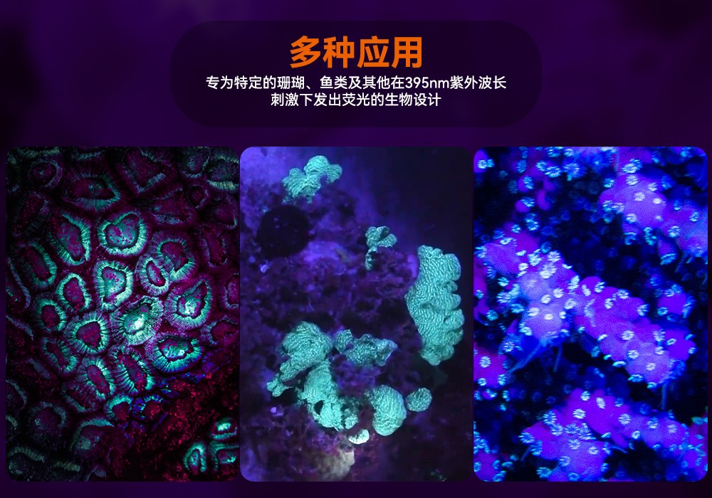 D530 UV 紫(zǐ)外線 潛水攝影照明_潛水照明_水下攝影照明_潛水攝影補光燈_ 虎(hǔ)鯨OrcaTorch