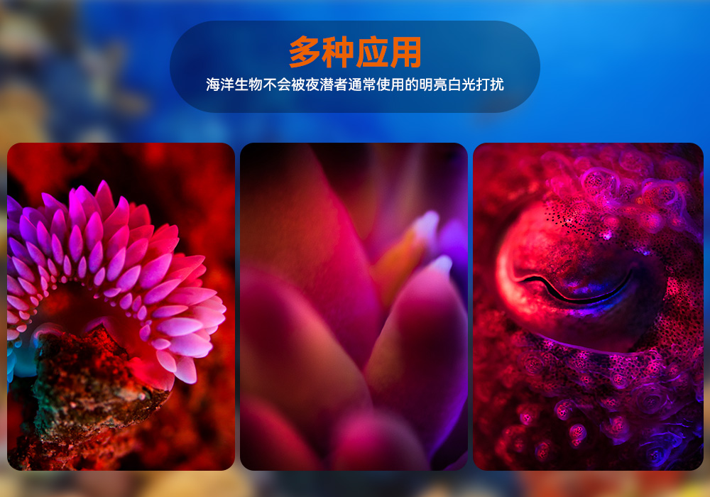 D530 紅色潛(qián)水手電 潛水攝影照明_潛水照明_水下攝影照(zhào)明(míng)_潛水攝影補光燈_ 虎(hǔ)鯨OrcaTorch