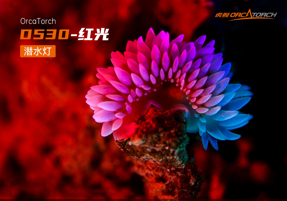 D530 紅色潛水手電 潛(qián)水攝影照明_潛(qián)水(shuǐ)照明_水下攝影照明_潛(qián)水攝影補光燈_ 91抖阴下载(jīng)OrcaTorch