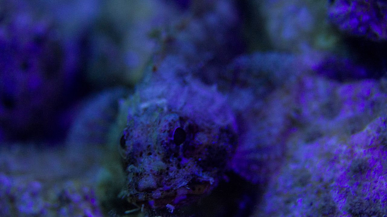 三光源潛水攝影補光燈